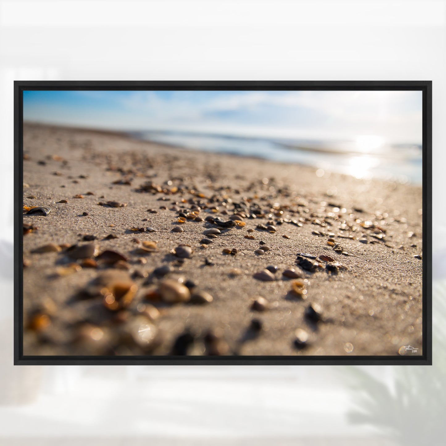 NV Deremer "Shelled" Canvas Print